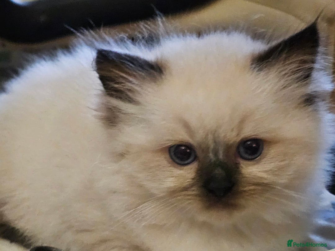 Himalayan cats for sale: Adorable Himalayan Kittens (Both Female) - Image 8