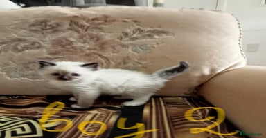 Ragdoll cats - Advert 9