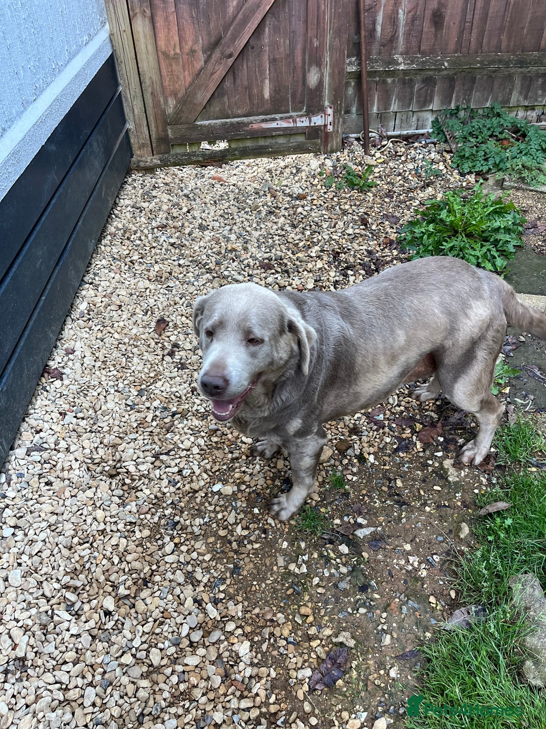Labrador Retriever dogs for sale: Silver Labrador girl  - Image 2