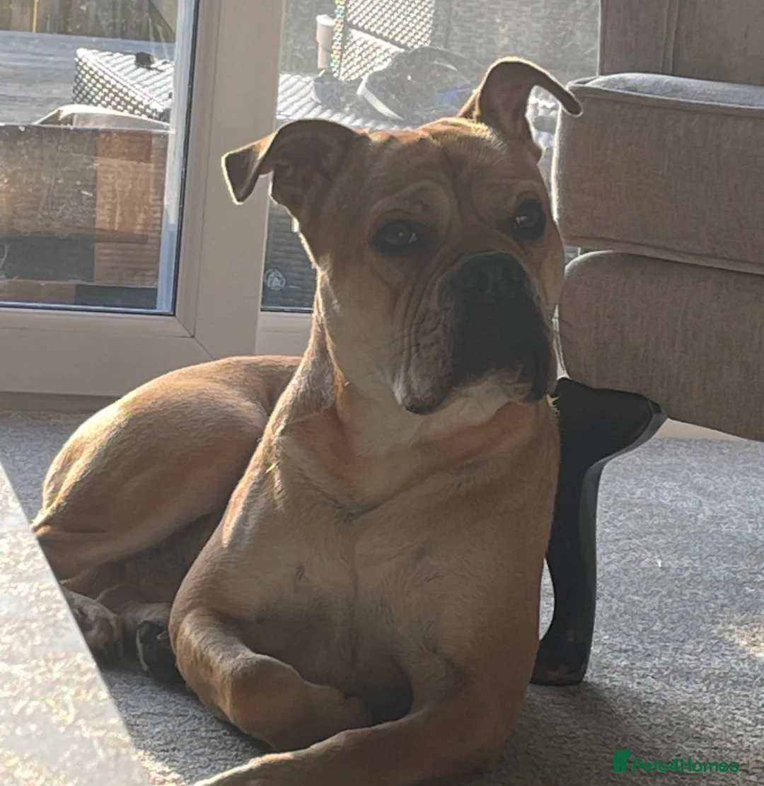 Mixed Breed dogs for sale: Hank – 7-Year-Old Un-Neutered Bulldog x Shar Pei - Advert 2