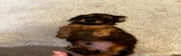 Miniature Dachshund dogs for sale: Gorgeous long haired miniature dachshund  - Advert 6