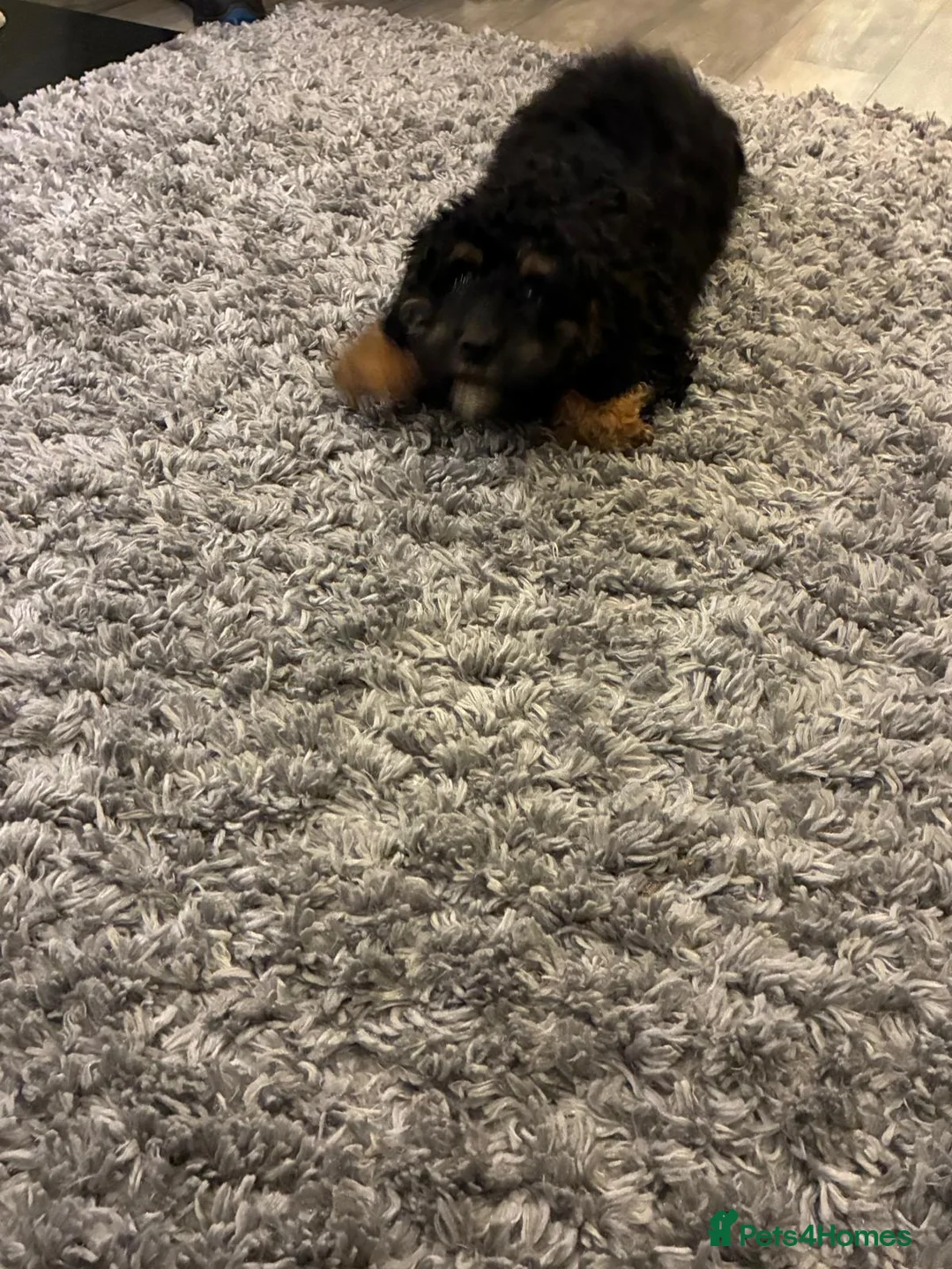 Bernedoodle dogs for sale: Beautiful Toy Bermedoodle puppies - Advert 17