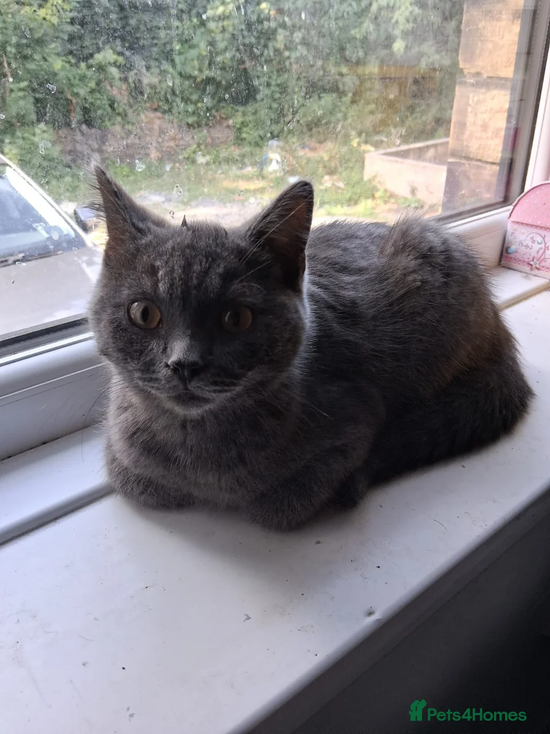 British Shorthair cats for sale: British short hair - Advert 1