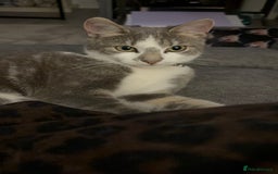 Mixed Breed cats for sale: Kittens  - Image 7