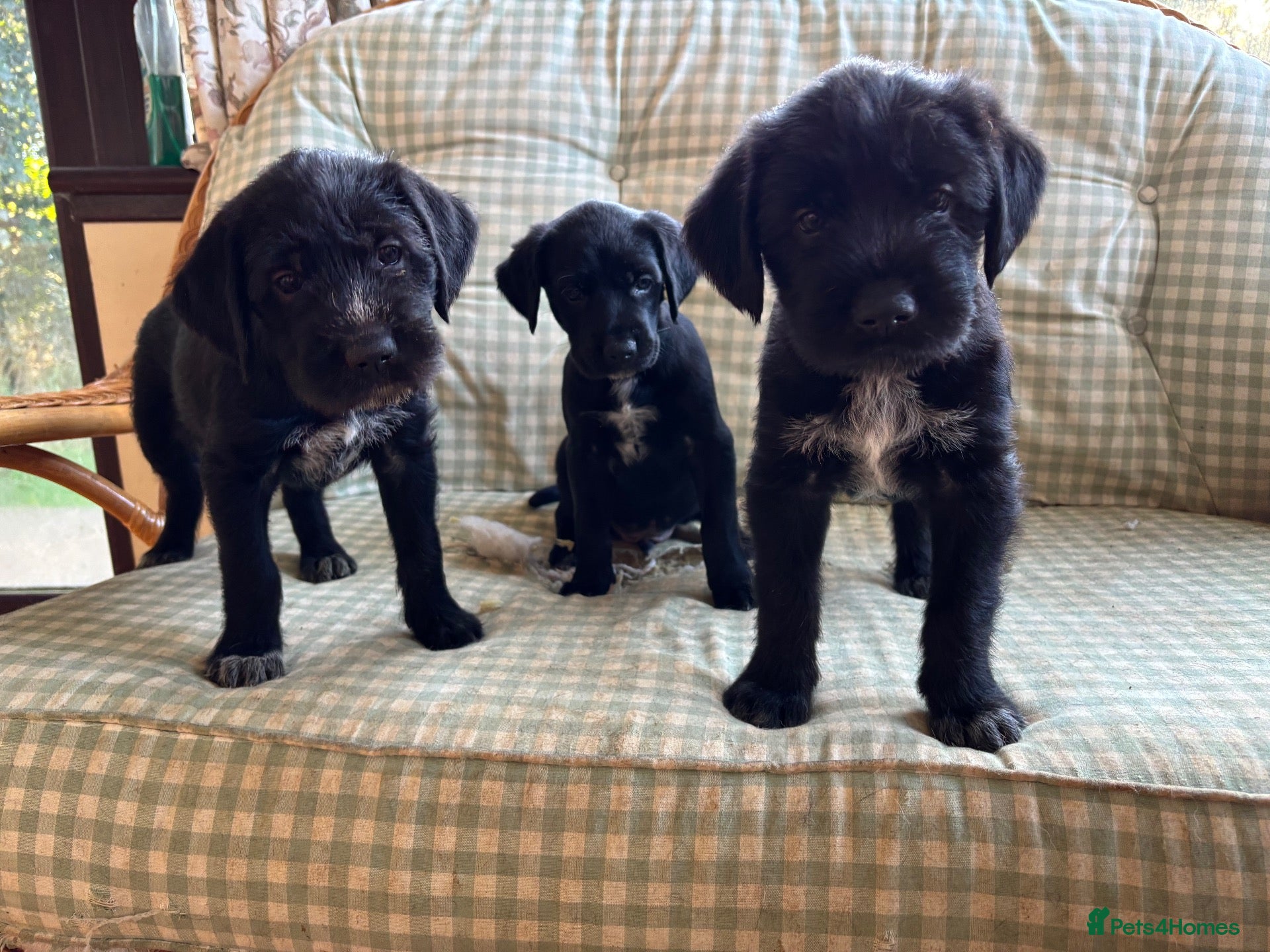 Mixed Breed dogs Gorgeous Huntaway X GWP Puppies - Advert 1