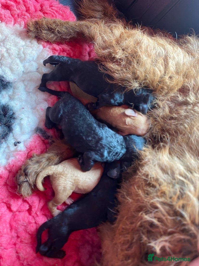 Mixed Breed dogs Gorgeous Lakeland x Toy Poodle Puppies - Advert 1