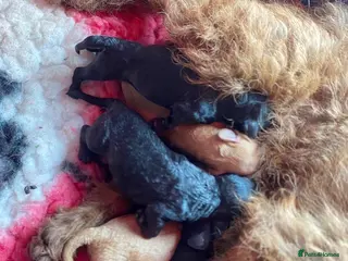 Mixed Breed dogs Gorgeous Lakeland x Toy Poodle Puppies - Advert 1