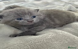 British Shorthair cats for sale: ✨British Shorthair GCCF 5 generation Pedigree✨ - Advert 25