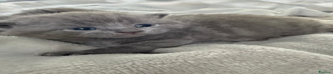 British Shorthair Kitten 2