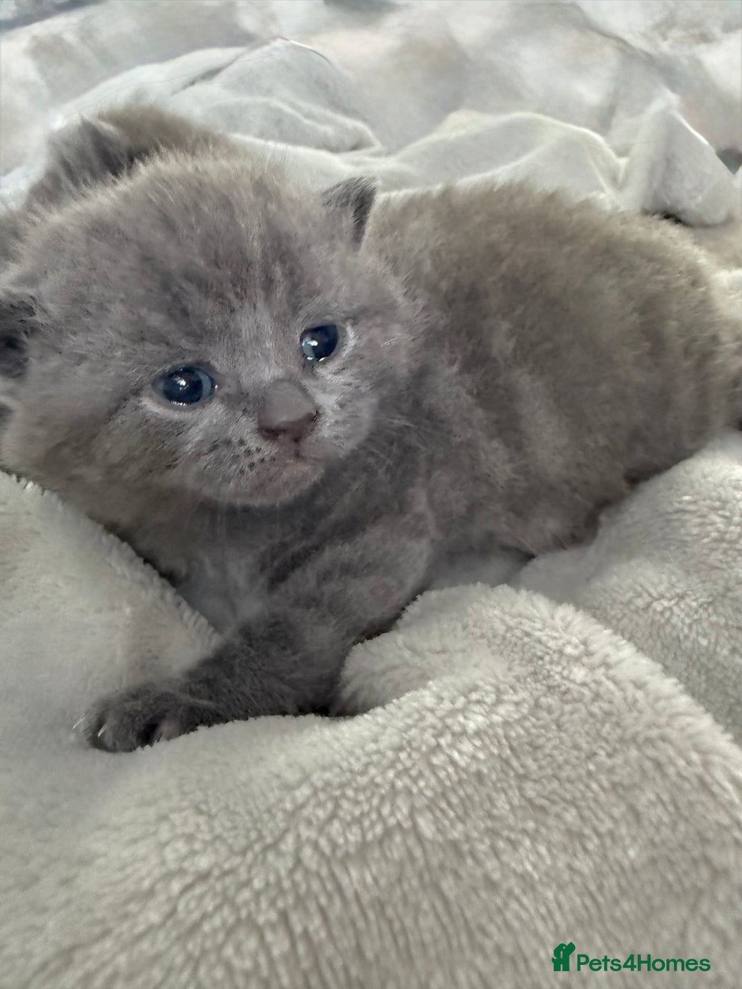 British Shorthair cats for sale: ✨British Shorthair GCCF 5 generation Pedigree✨ - Advert 25