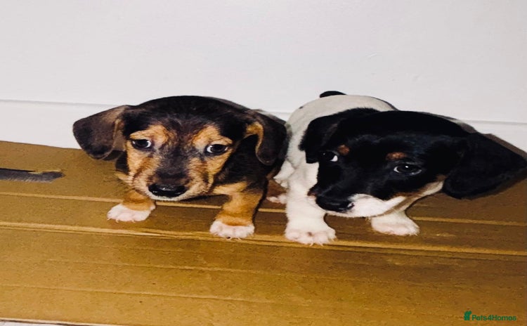 Dachshund dogs - Advert 8