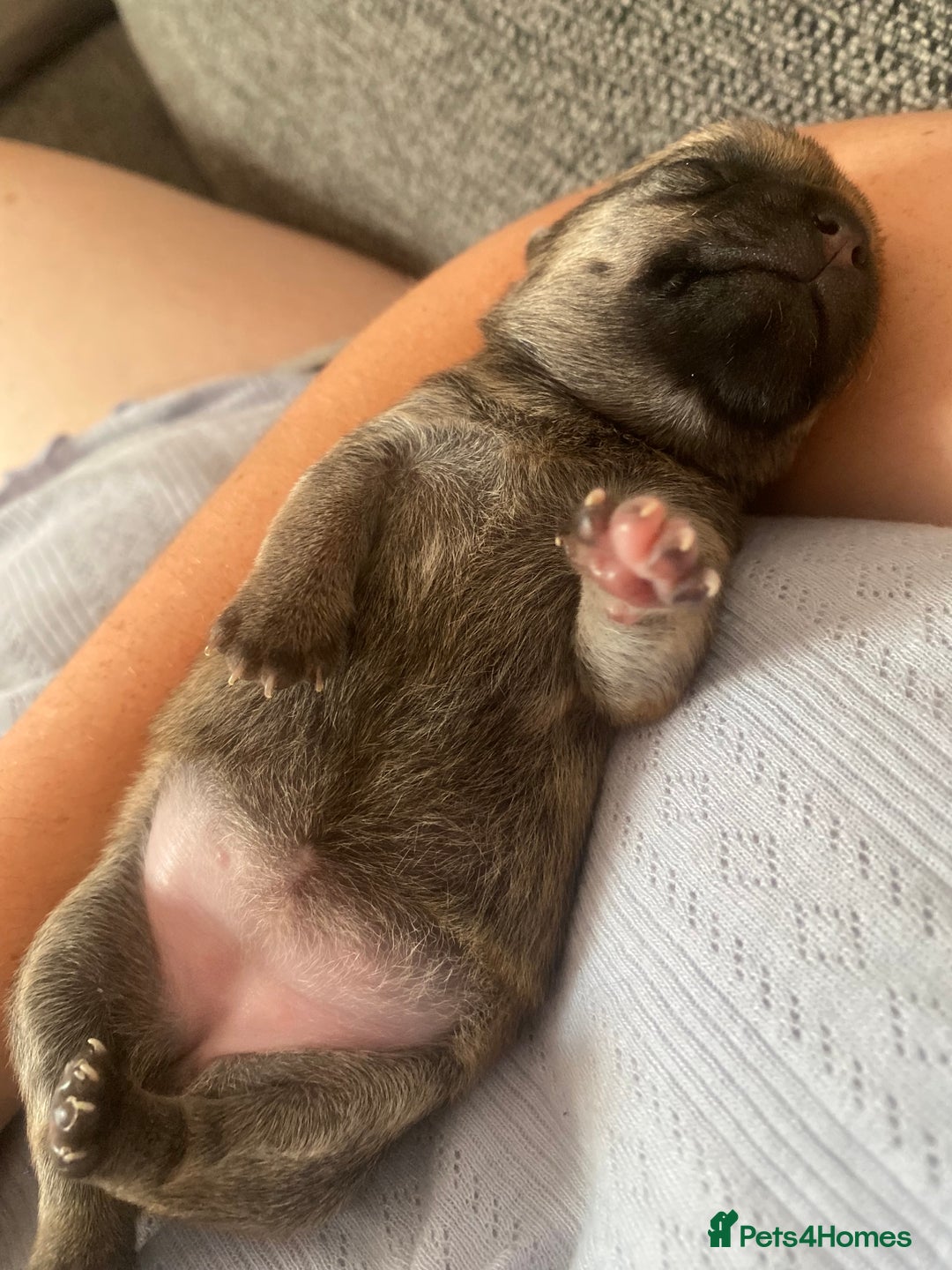 Chihuahua dogs for sale: Female chihuahua puppy - Image 7