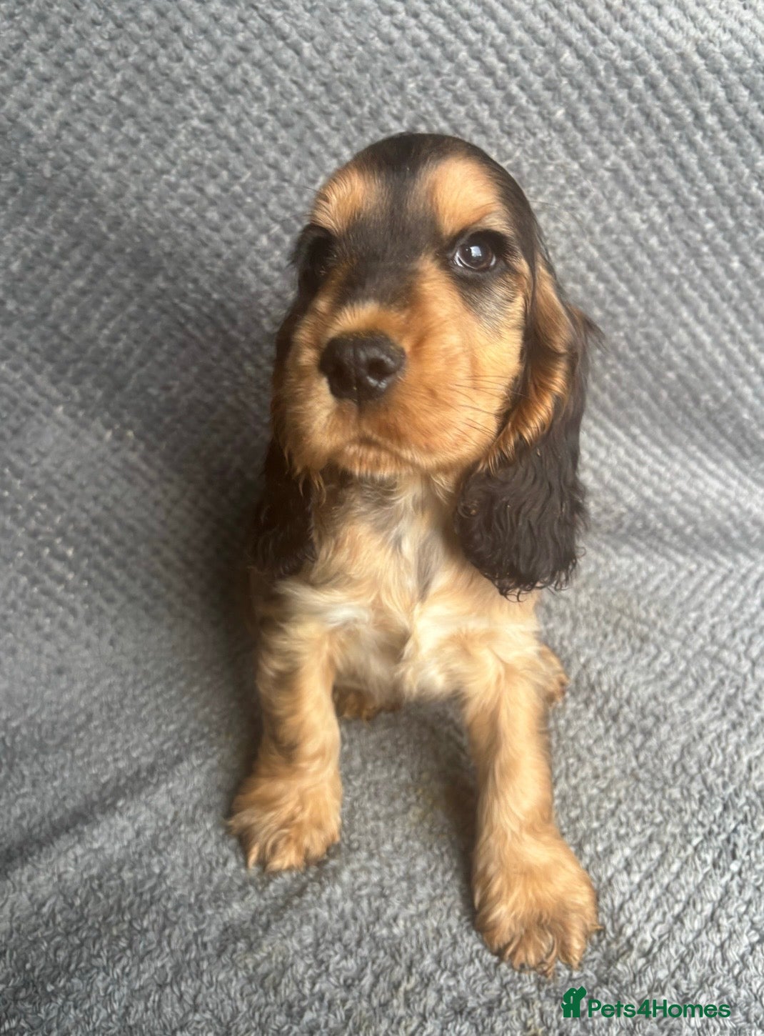 Cocker Spaniel dogs Gorgeous boy, ready now! KC Cocker Spaniel  - Advert 15
