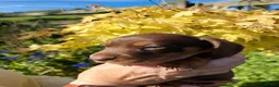Miniature Dachshund dogs for sale: perfect true to type miniature Dachshund puppies   in Thirsk - Advert 3