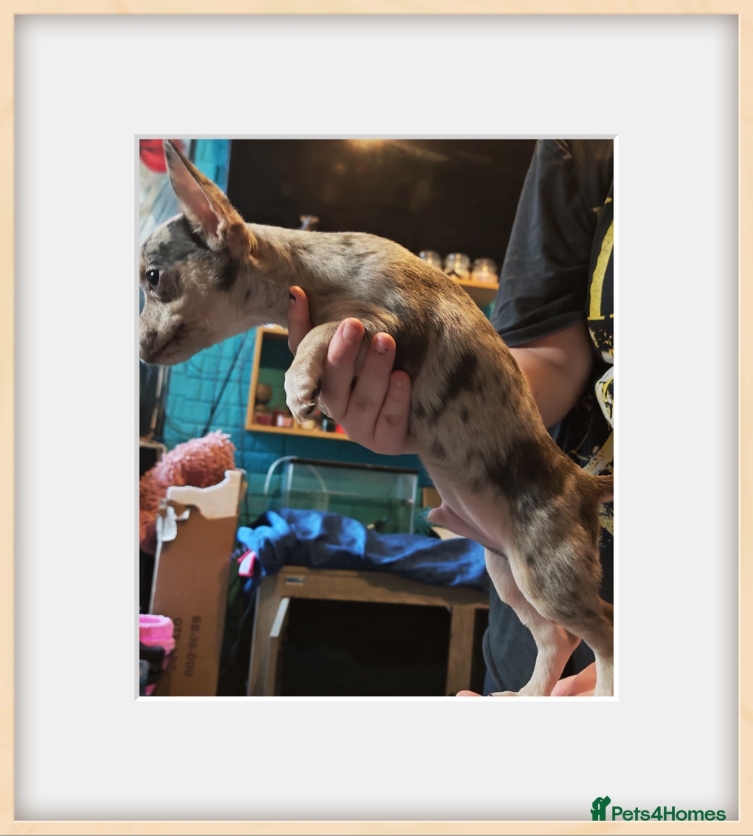 Chihuahua dogs for sale: Apple head chihuahua - Image 6