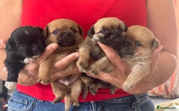 Mixed Breed dogs for sale: Last one little boy SHIHchi baby left ❤️ - Image 8