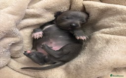 Italian Greyhound dogs for sale: KC Italian Greyhound Puppies  - Image 7