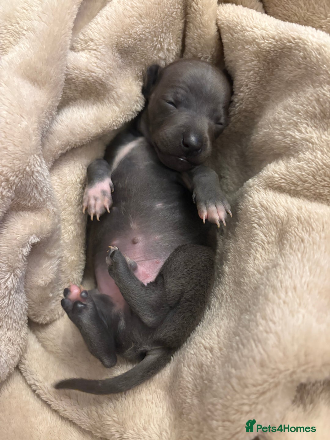 Italian Greyhound dogs for sale: KC Italian Greyhound Puppies  - Image 7