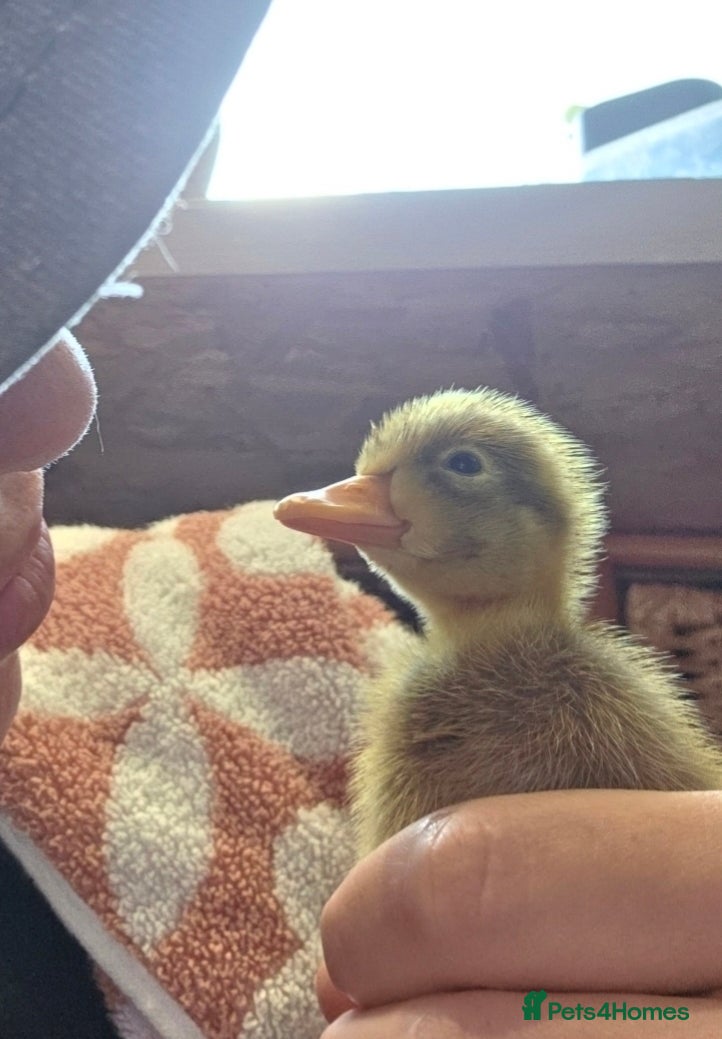 Ducks poultry Indian Runner Ducks Due April - Hand reared & tame - Advert 2