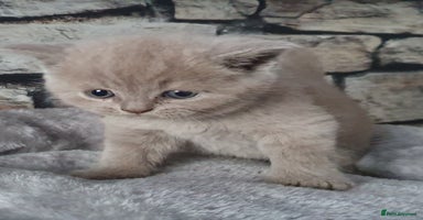 British Shorthair cats - Advert 16