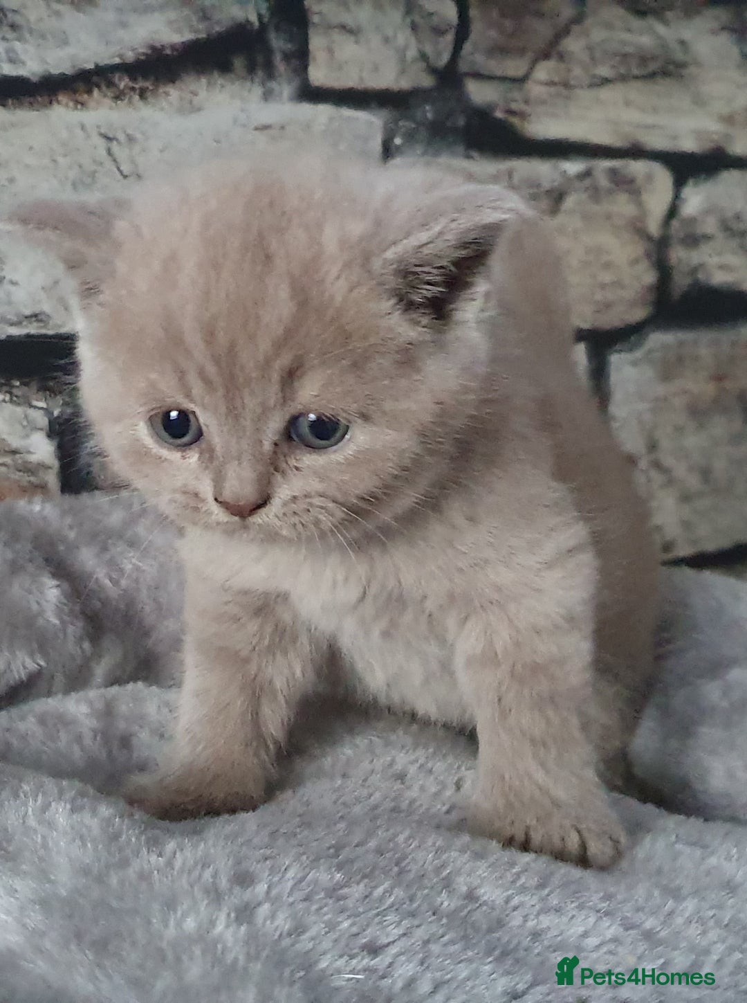 British Shorthair cats for sale: Boy and girl available  - Image 2