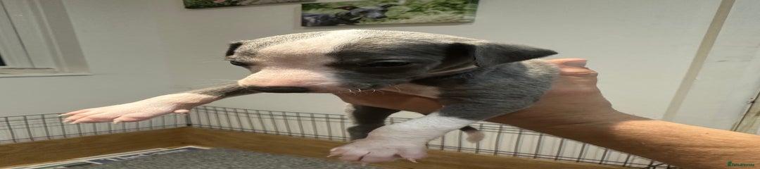 Whippet Puppy 1