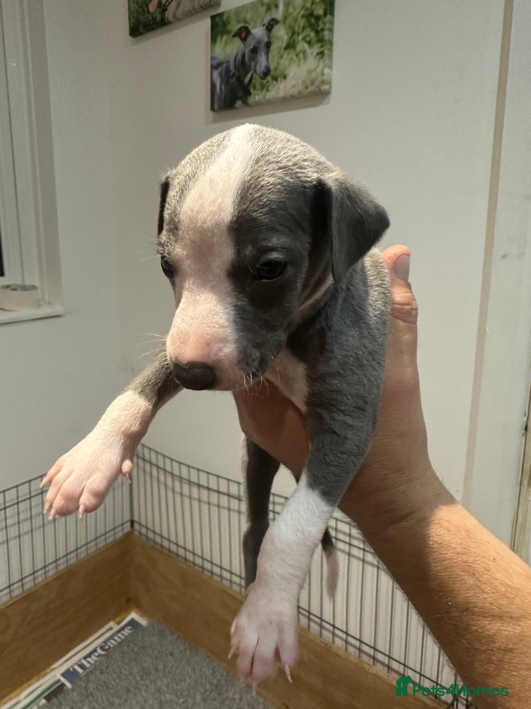 Whippet dogs for sale: Kc reg whippets  - Image 11