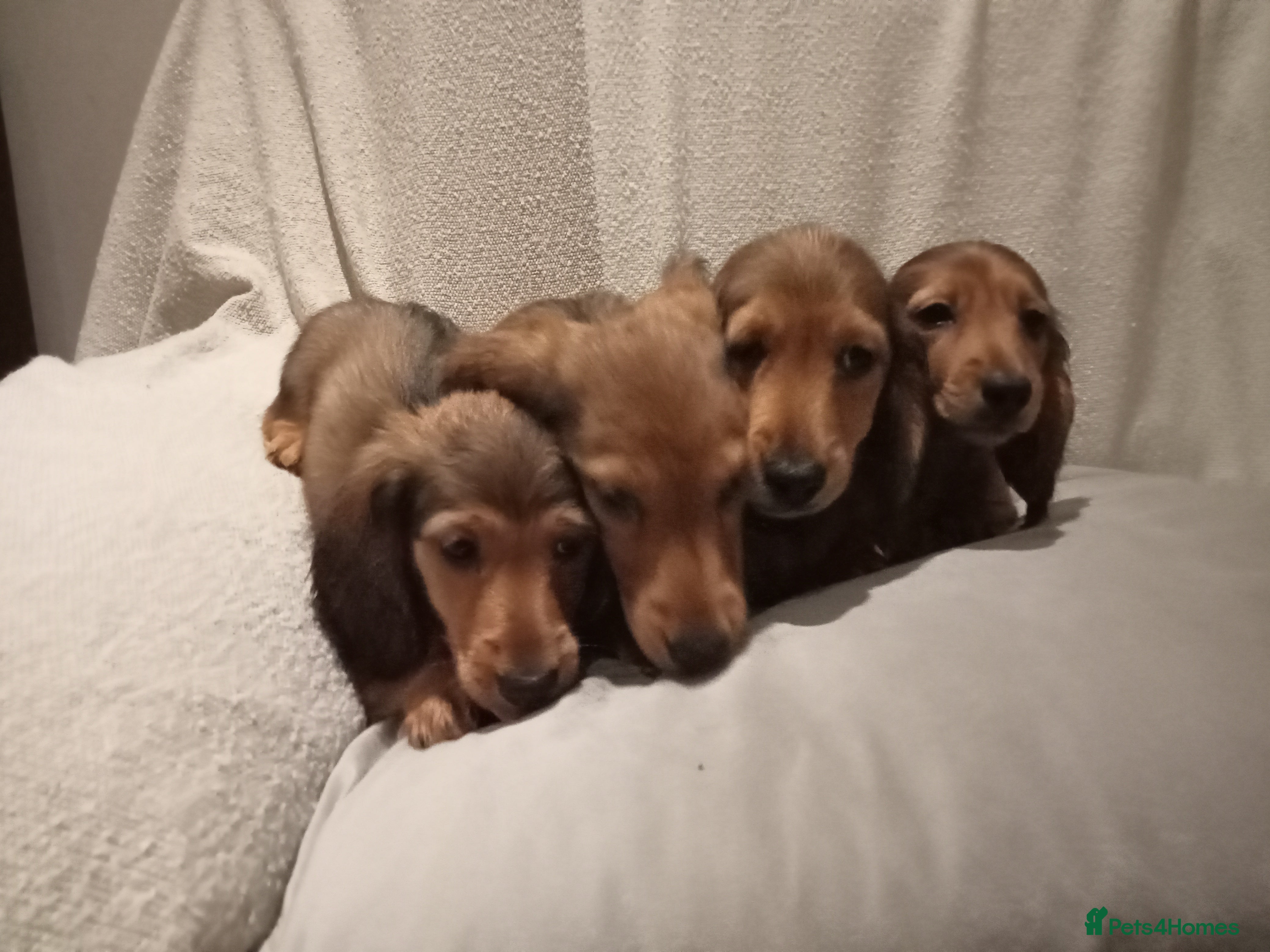 Miniature Dachshund dogs Miniature long haired dachshund puppies  in Omagh - Advert 1