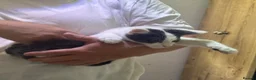 Mixed Breed cats for sale: Half Maine coon kittens  - Advert 7