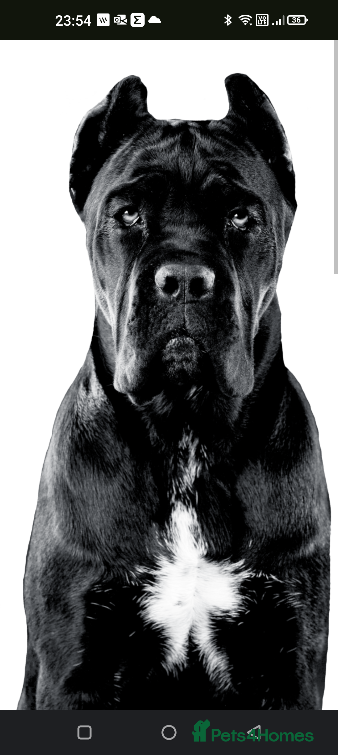 Cane Corso dogs for sale: Mr Cane corso x bulldog - Image 5