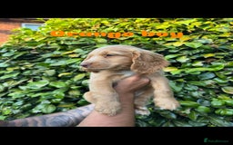 Cocker Spaniel dogs for sale: READY TO GO.. beautiful cocker spaniel puppies - Image 6