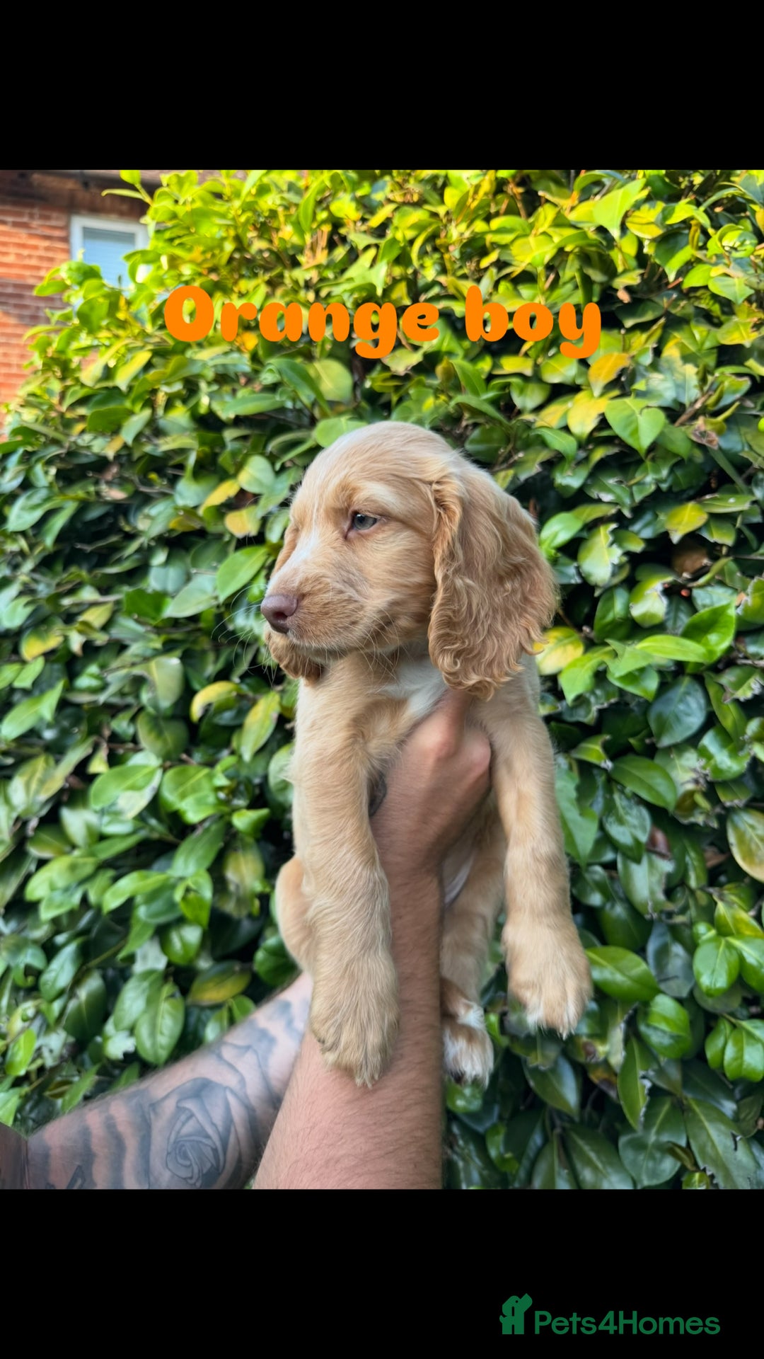 Cocker Spaniel dogs for sale: READY TO GO.. beautiful cocker spaniel puppies - Image 6