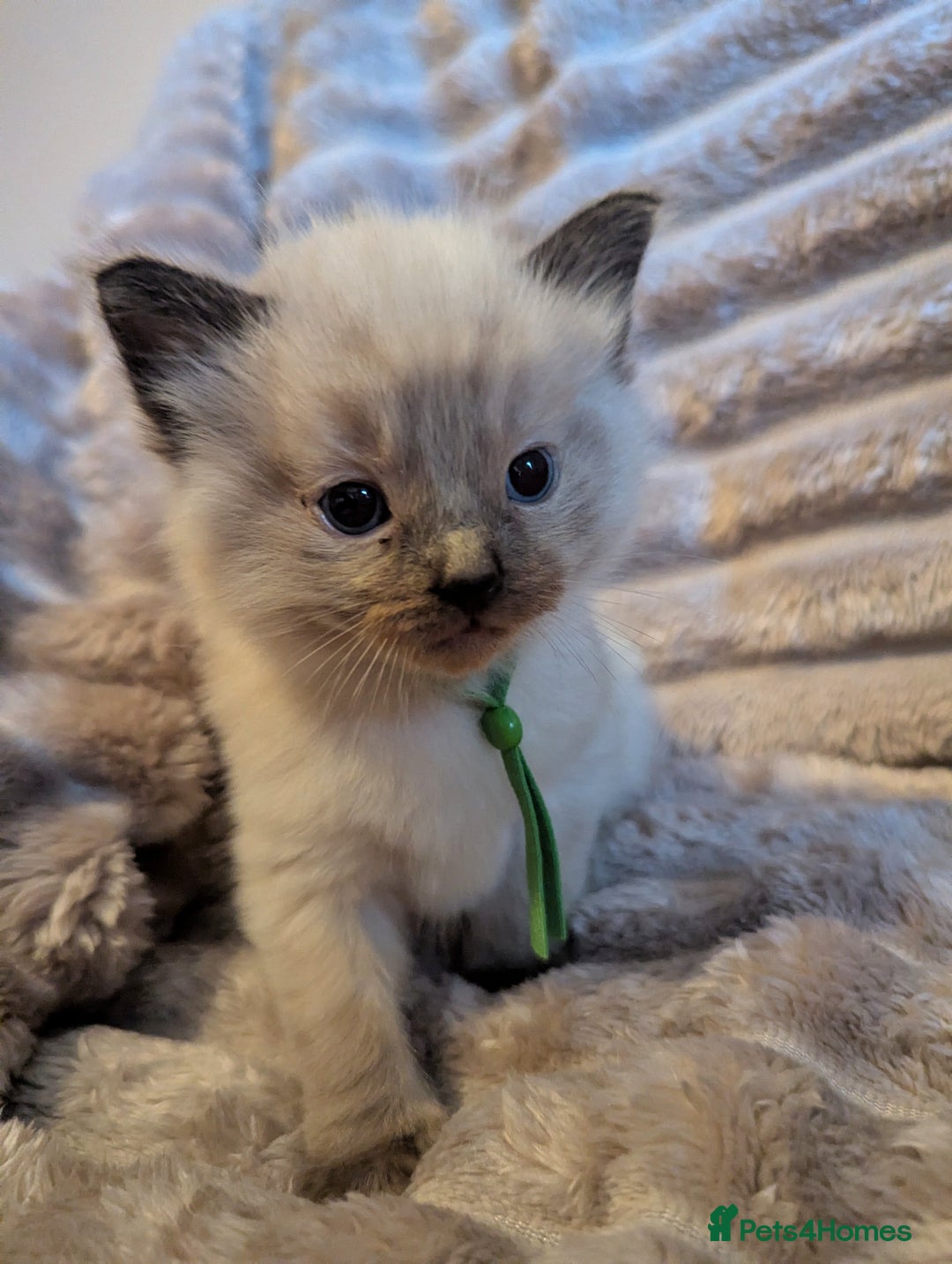 Ragdoll cats for sale: One beautiful Seal mink Ragdoll boy left - Image 9