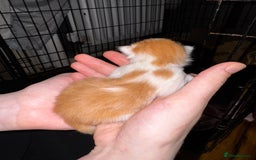 Mixed Breed cats for sale: 7 Mixed Kittens - Ginger, Tabby, Calico, White - Image 6
