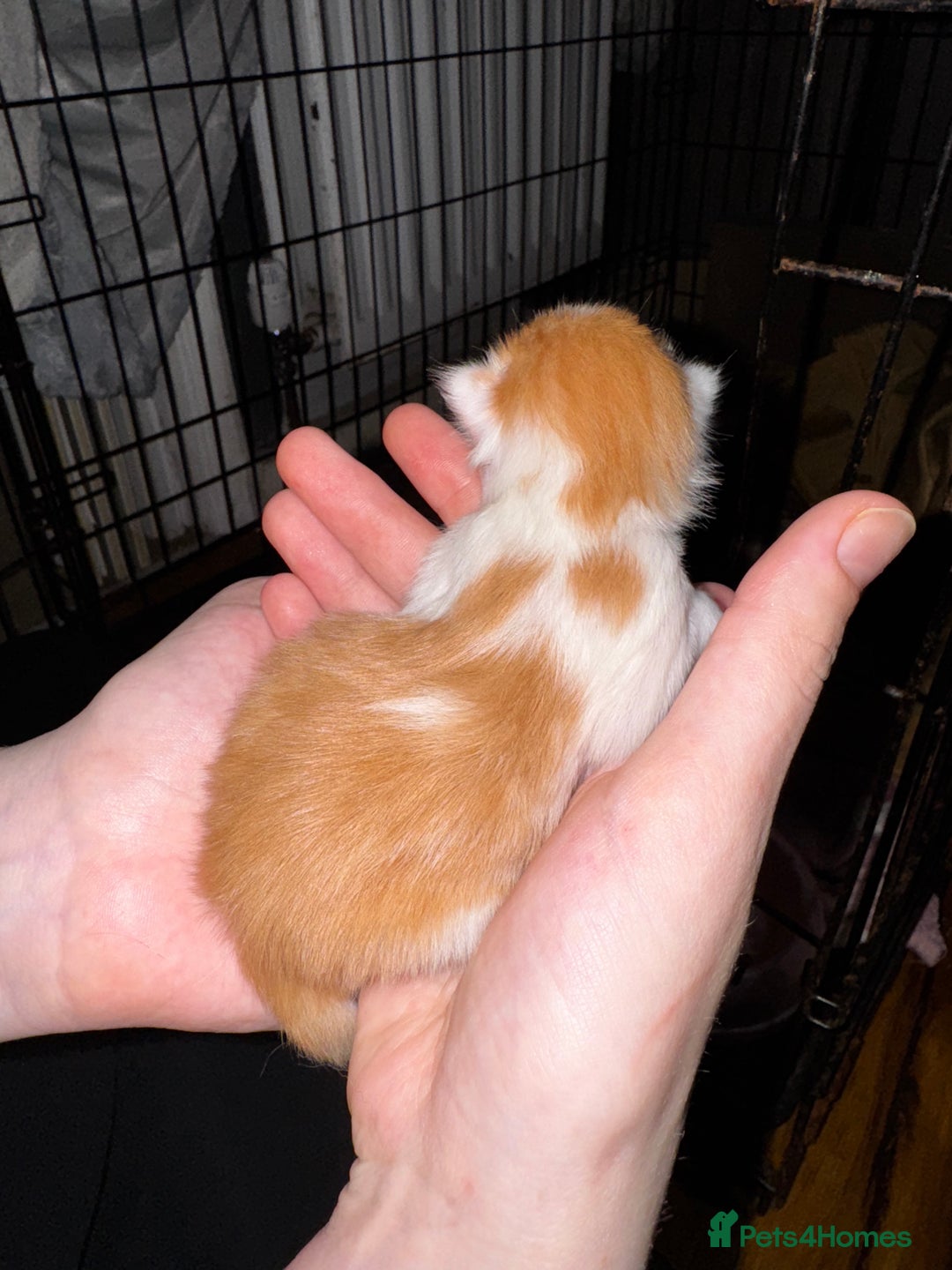 Mixed Breed cats for sale: 7 Mixed Kittens - Ginger, Tabby, Calico, White - Image 6