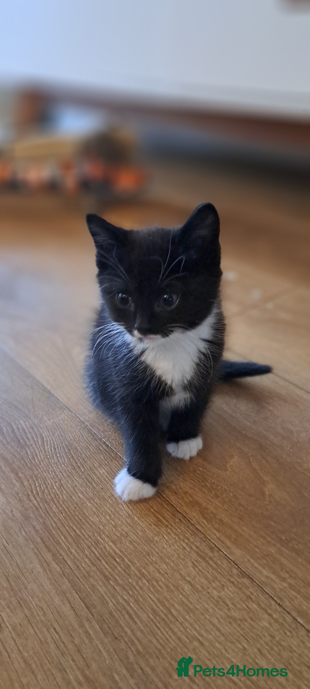 Mixed Breed cats for sale: Gorgeous Cross Kittens 🌟 - Advert 22