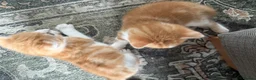 Mixed Breed cats for sale: Two Ginger Male Kittens  in Bicester - Advert 10