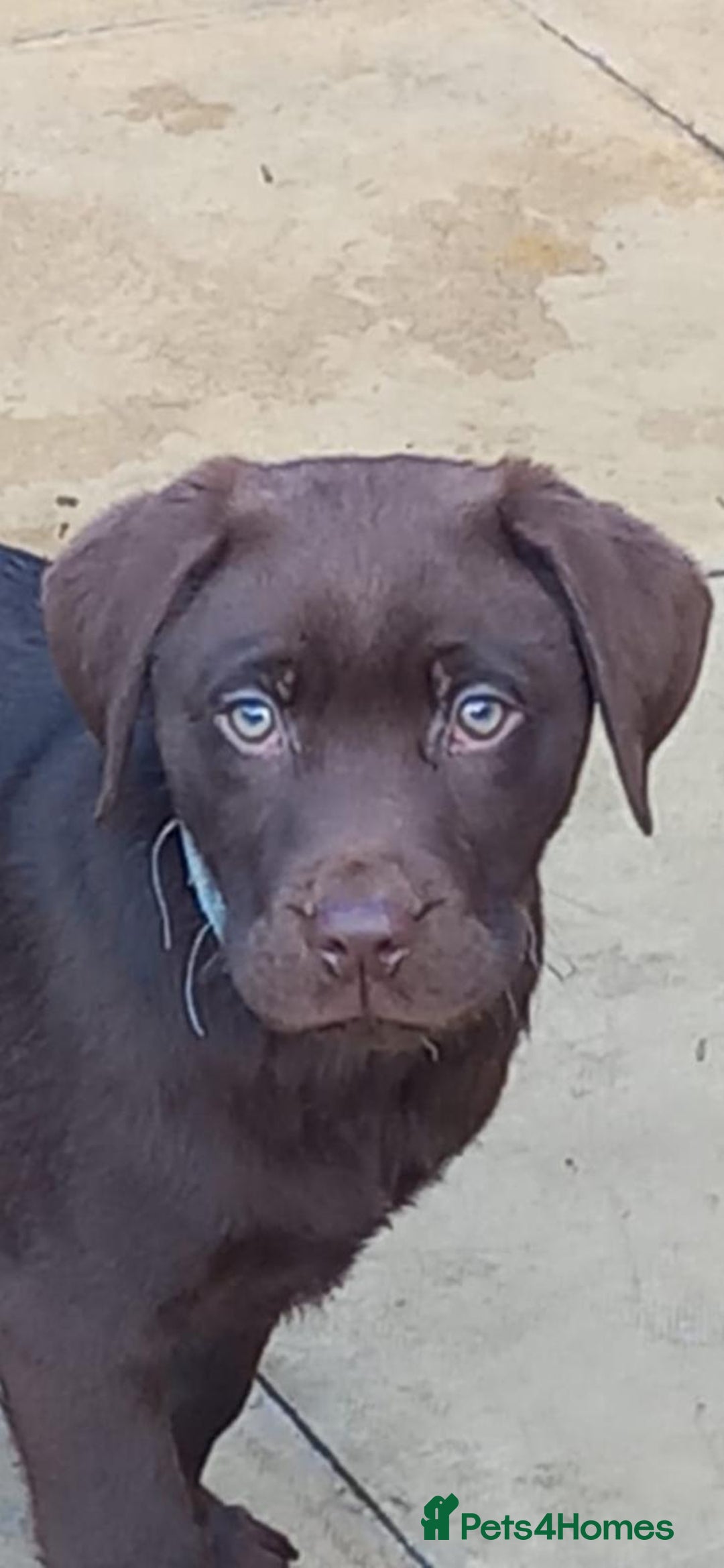 Labrador Retriever dogs for sale: Outstanding litter of Chocolate Labradors  - Advert 7