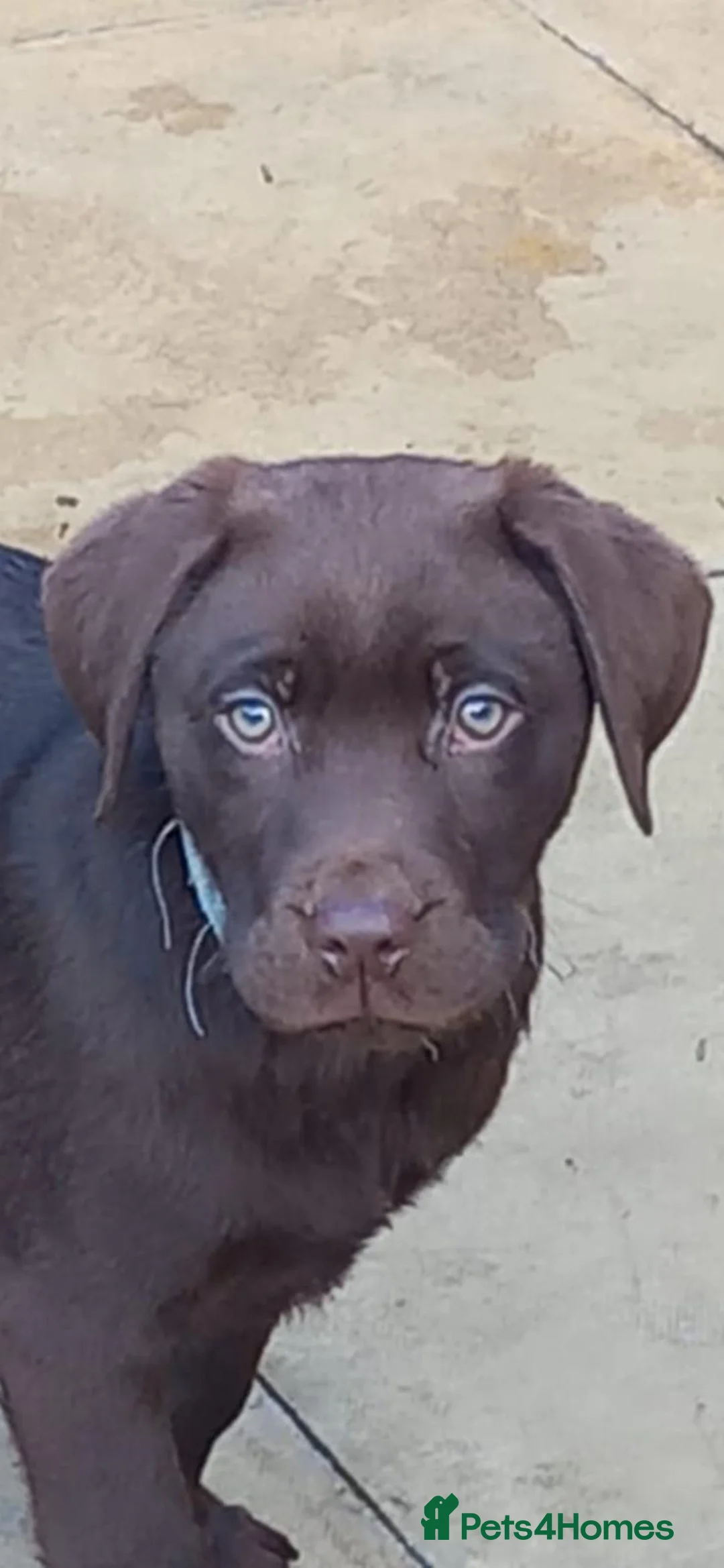 Labrador Retriever dogs for sale: Outstanding health tested Chocolate Labradors  - Advert 8