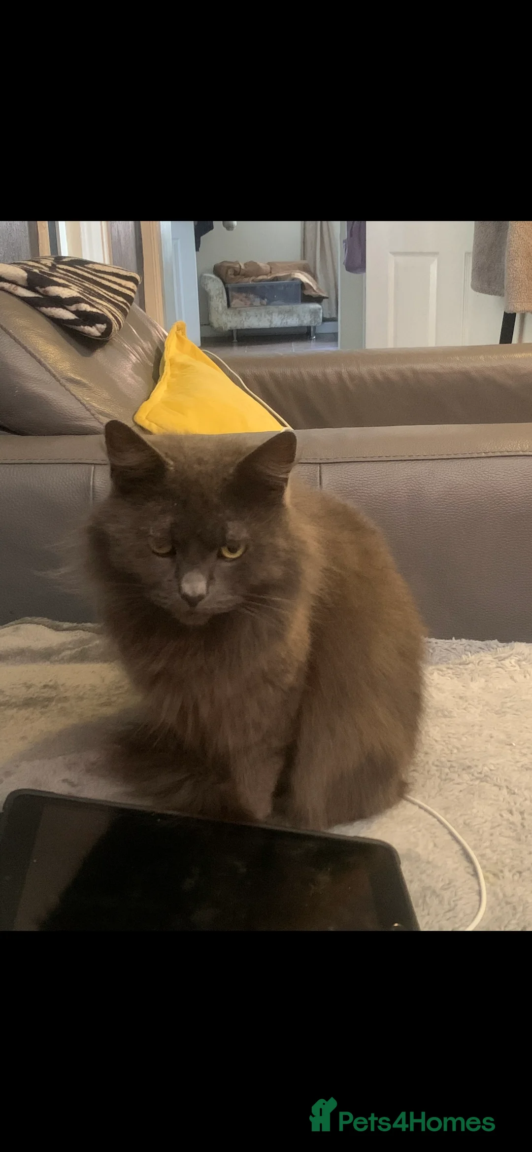 British Longhair cats for sale: Longhair domestic cat - Advert 2