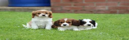 Cavapoo dogs for sale: Beautiful Cavapoo puppies for sale - Advert 21
