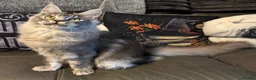 Maine Coon cats for sale: Reduced TICA Xl Maine coon Kitten active possible  - Advert 11