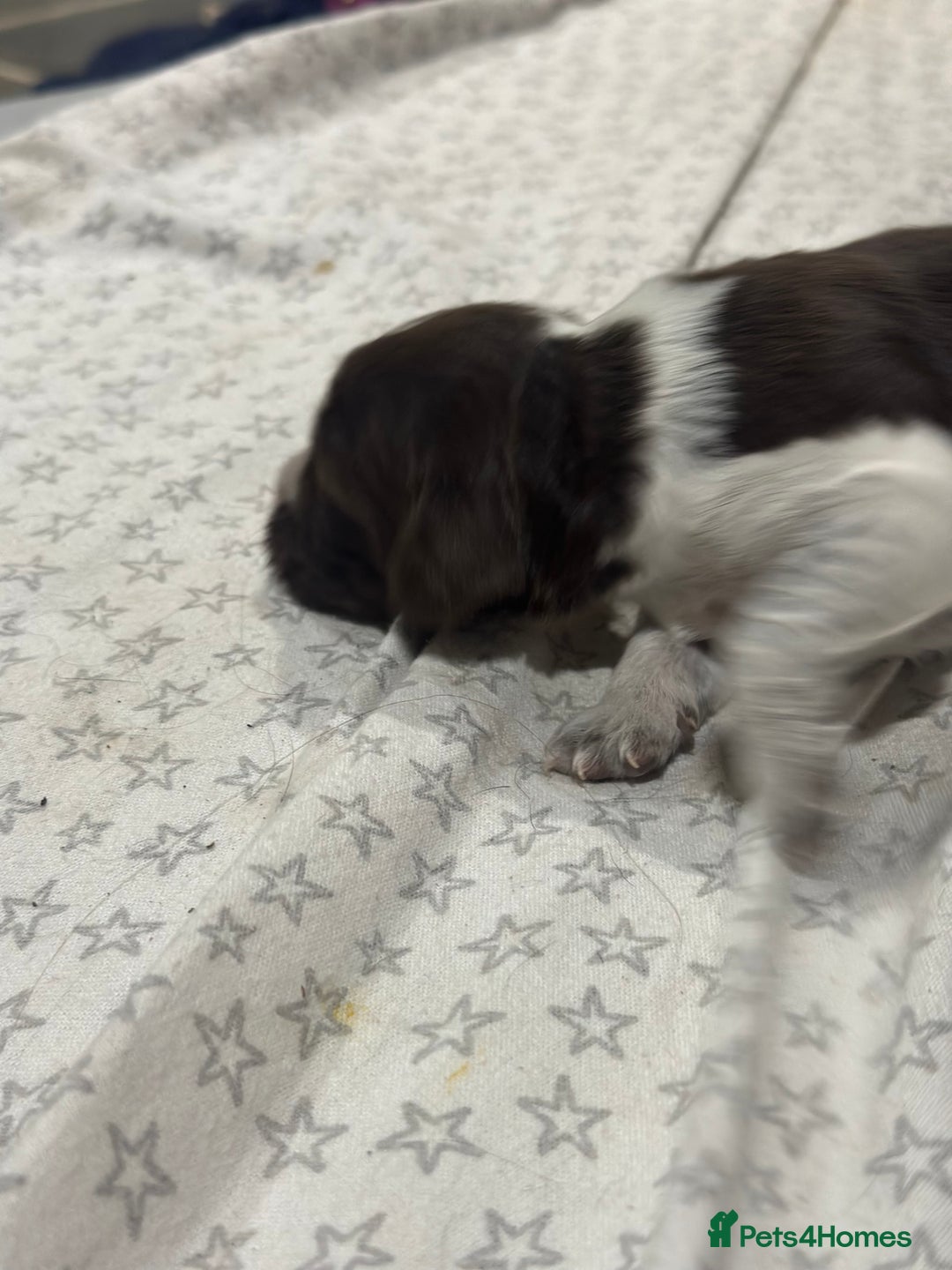 Sprocker dogs for sale: Beautiful sprockers  - Image 5