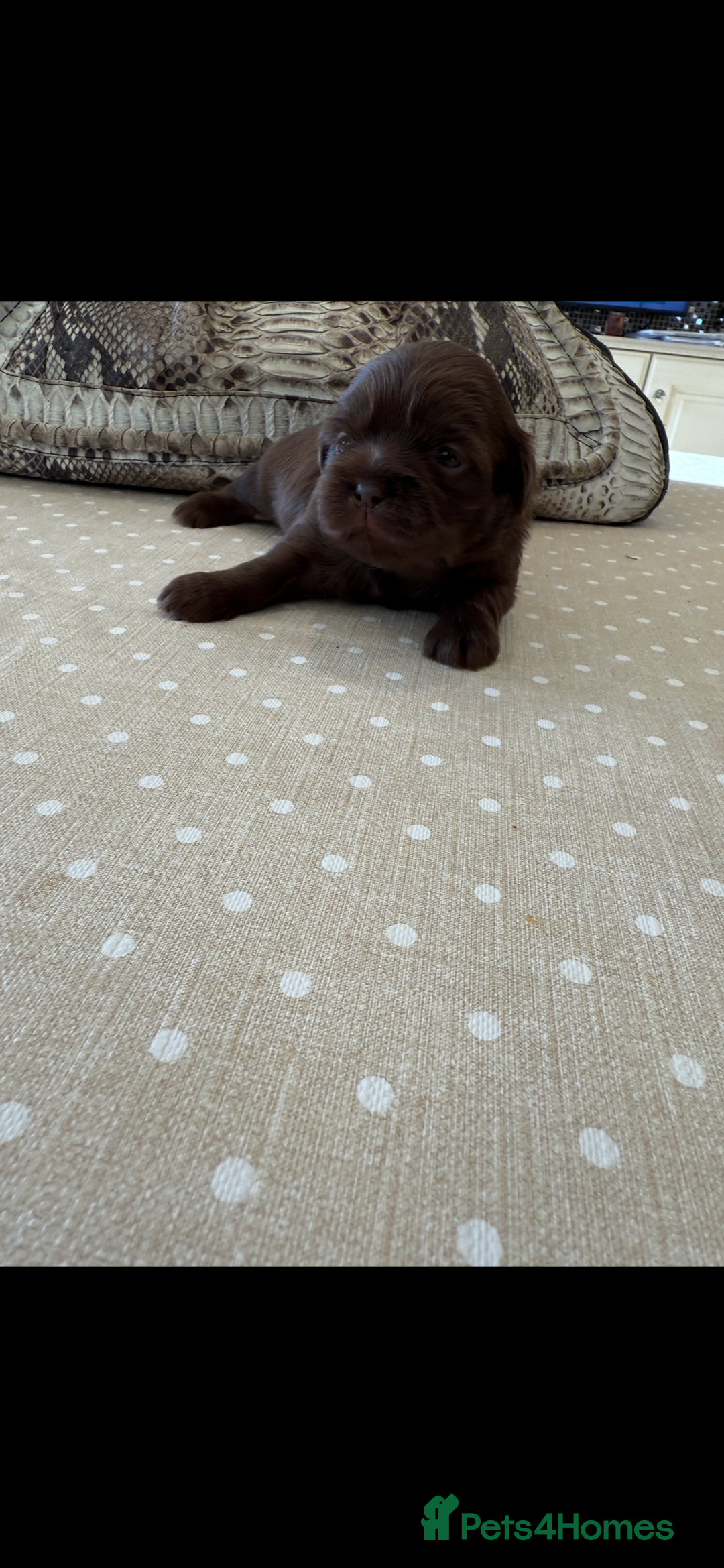 Shih Tzu dogs for sale: IMPERIAL CHOCOLATE SHIHTZU. - Advert 8