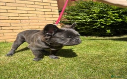 French Bulldog dogs for sale: REDUCED to £1000!!!Fluffy Frenchies in Edinburgh - Image 6