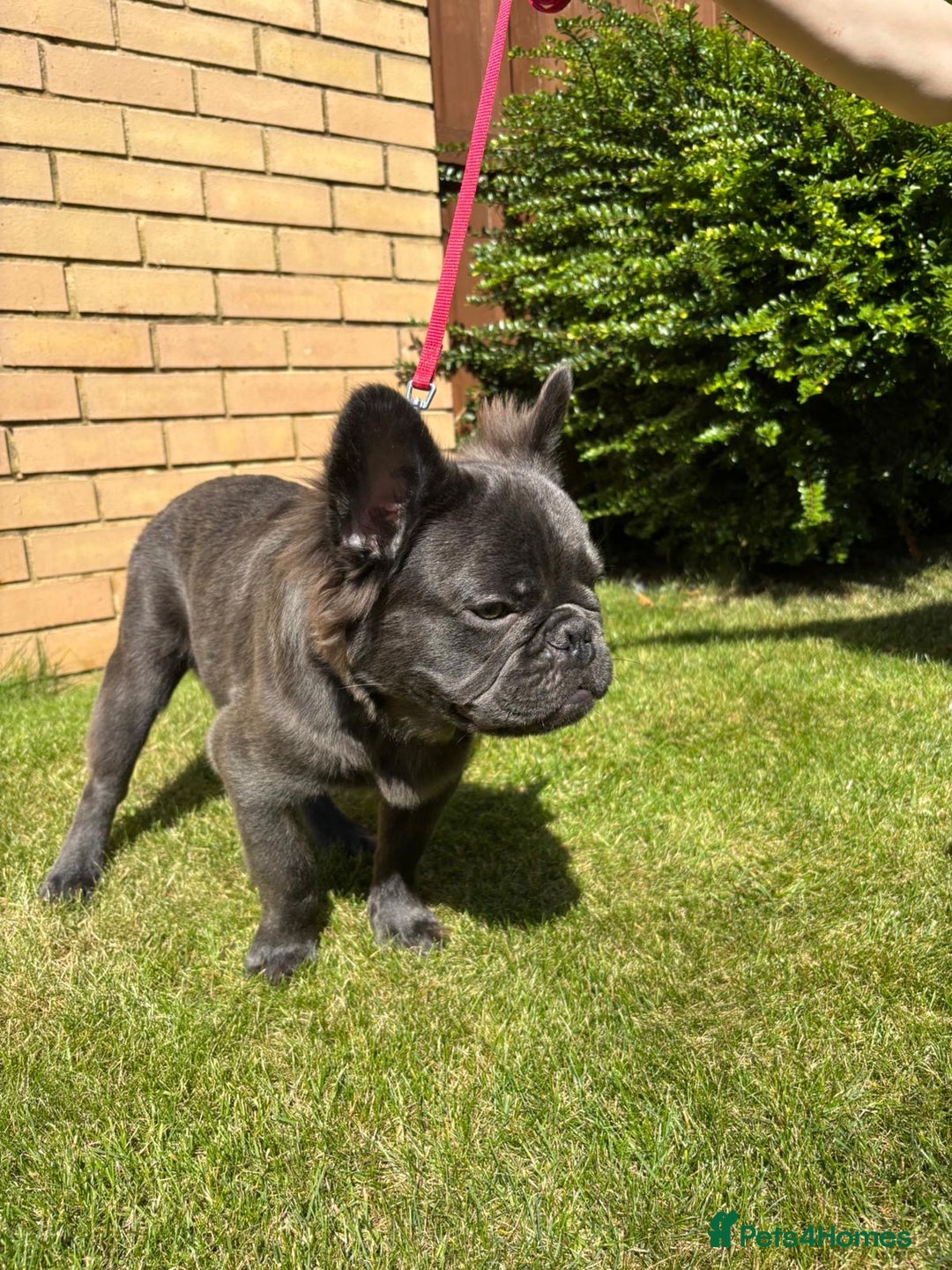French Bulldog dogs for sale: REDUCED to £1000!!!Fluffy Frenchies in Edinburgh - Image 6