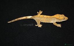 Gecko reptiles for sale: Crested geckos - Image 3