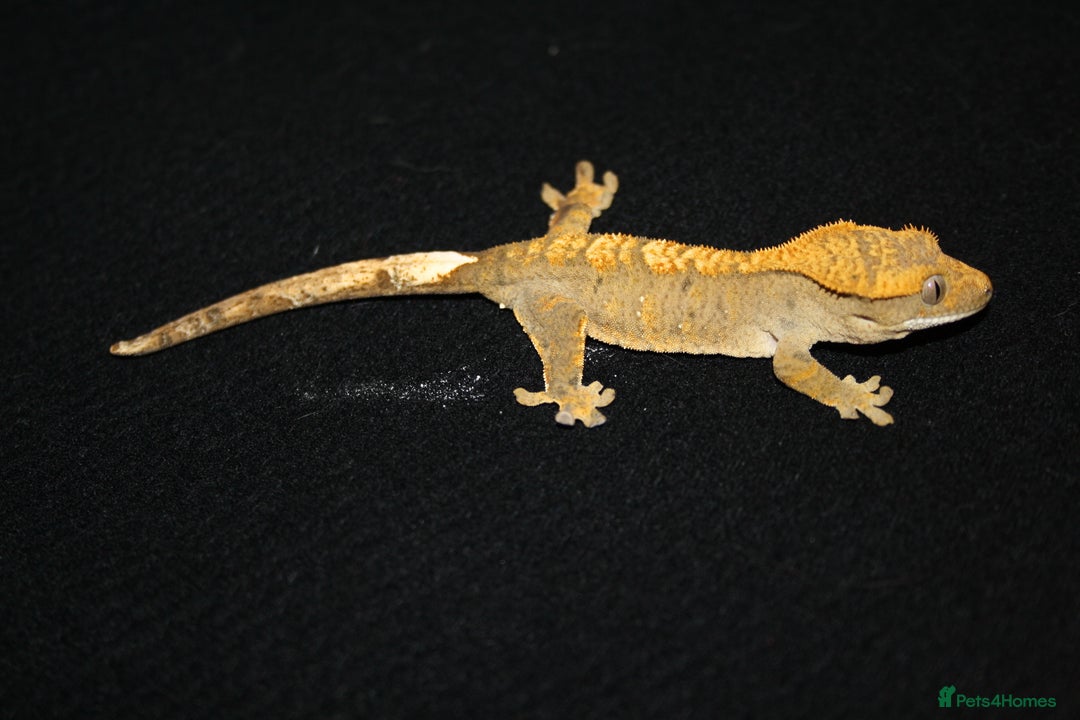 Gecko reptiles for sale: Crested geckos - Image 3