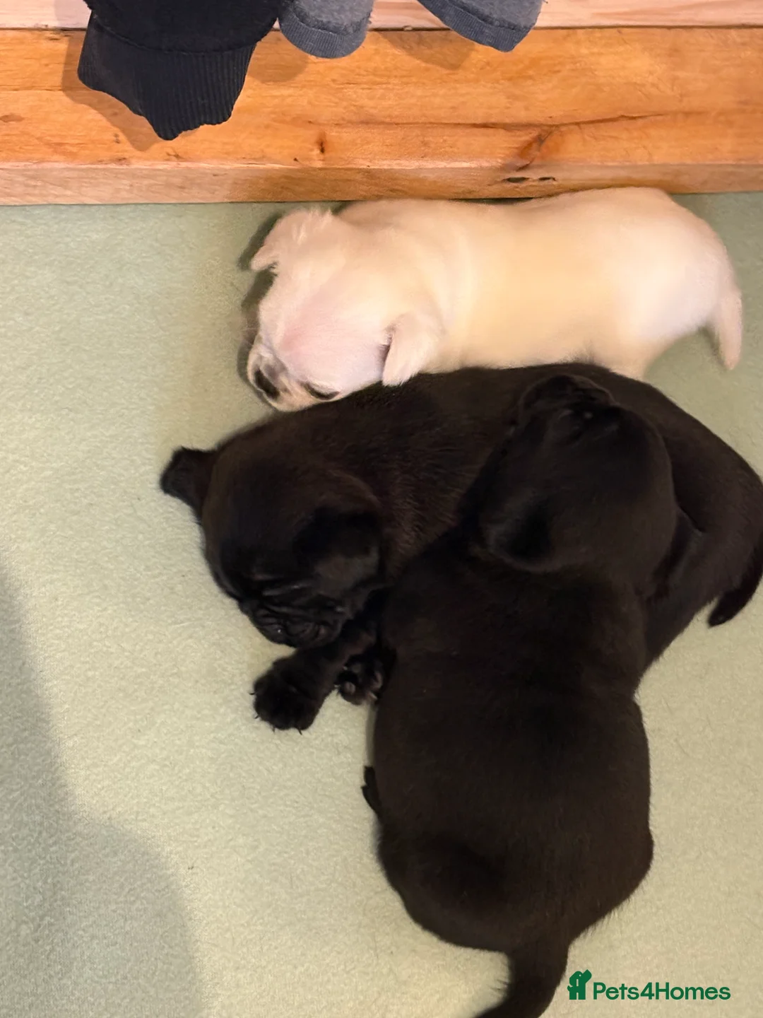 Pug dogs for sale: 3 gorgeous pug puppies - Advert 2