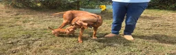 Hungarian Vizsla dogs for sale: Dual Purpose Hungarian Vizsla Bitch Puppies - Advert 13